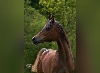 Straight Egyptian, Mare, 2 years, 15 hh