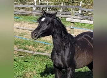 Straight Egyptian, Mare, 2 years, Black