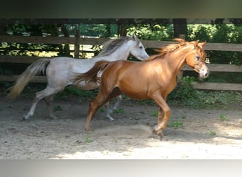 Straight Egyptian, Mare, 2 years, Chestnut-Red