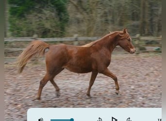 Straight Egyptian, Mare, 2 years, Chestnut-Red