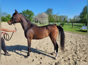 Straight Egyptian, Mare, 3 years, 14 hh, Brown
