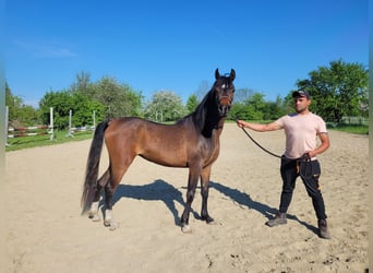 Straight Egyptian, Mare, 3 years, 14 hh, Brown