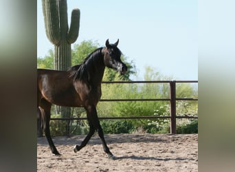 Straight Egyptian, Mare, 3 years, 15 hh, Black