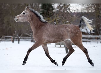 Straight Egyptian, Mare, 3 years, 15 hh, Gray