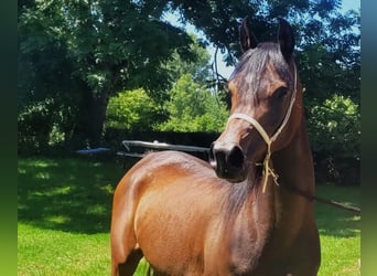 Straight Egyptian, Mare, 3 years, Brown