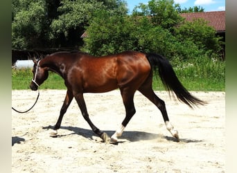 Straight Egyptian, Mare, 3 years, Brown