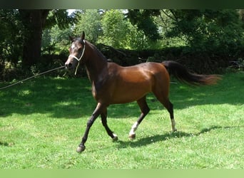 Straight Egyptian, Mare, 3 years, Brown