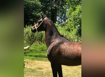Straight Egyptian, Mare, 3 years, Brown