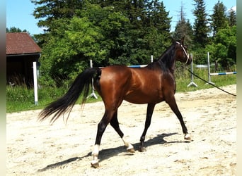 Straight Egyptian, Mare, 3 years, Brown