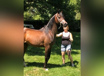 Straight Egyptian, Mare, 3 years, Brown