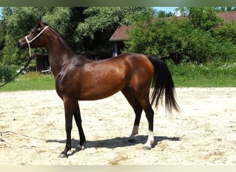 Straight Egyptian, Mare, 3 years, Brown