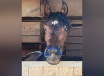 Straight Egyptian, Mare, 3 years, Brown