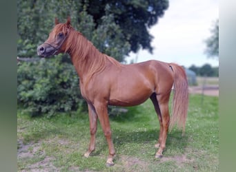 Straight Egyptian, Mare, 3 years, Chestnut-Red