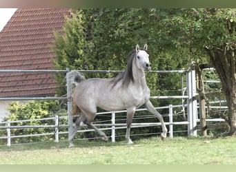 Straight Egyptian, Mare, 3 years, Gray