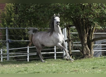 Straight Egyptian, Mare, 3 years, Gray