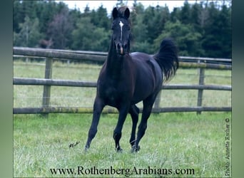 Ägyptischer Araber, Stute, 4 Jahre, 14,1 hh, Rappe