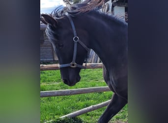 Straight Egyptian, Mare, 4 years, 14.2 hh, Black