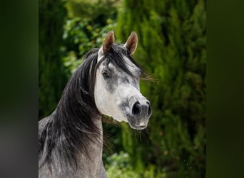 Straight Egyptian, Mare, 4 years, 15.1 hh, Grey