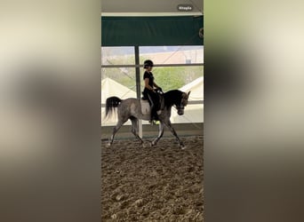 Straight Egyptian, Mare, 4 years, 15.1 hh, Grey