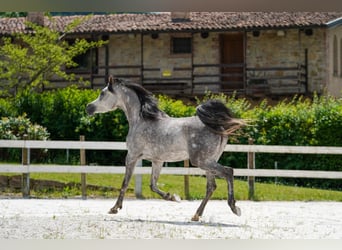 Straight Egyptian, Mare, 4 years, 15.1 hh, Grey