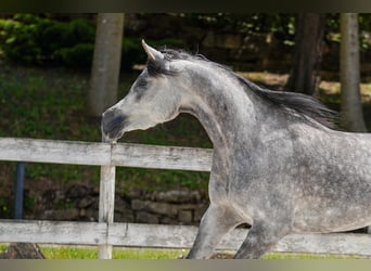 Straight Egyptian, Mare, 4 years, 15.1 hh, Grey