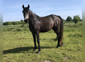 Straight Egyptian, Mare, 4 years, 15.2 hh