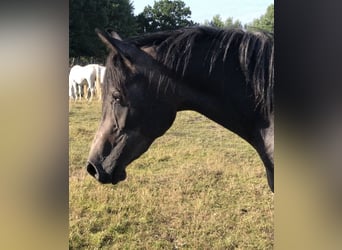 Straight Egyptian, Mare, 4 years, 15.2 hh