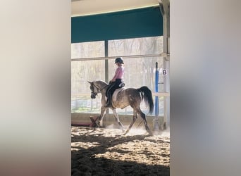 Straight Egyptian, Mare, 4 years, 15,1 hh, Grey