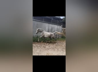 Straight Egyptian, Mare, 4 years