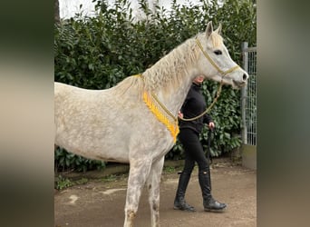 Straight Egyptian, Mare, 5 years, 14.1 hh, Gray