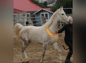Straight Egyptian, Mare, 5 years, 14.1 hh, Gray
