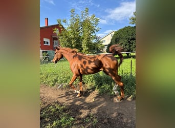 Straight Egyptian, Mare, 5 years, 14,3 hh, Chestnut-Red
