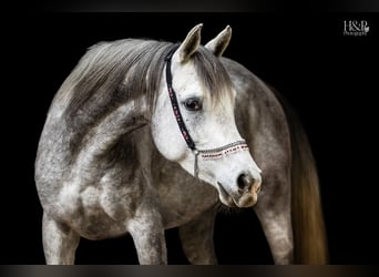 Straight Egyptian, Mare, 5 years, 14,3 hh, Gray-Fleabitten