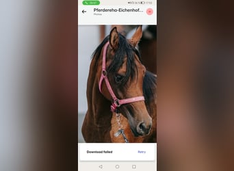 Straight Egyptian, Mare, 5 years, 15.1 hh, Brown