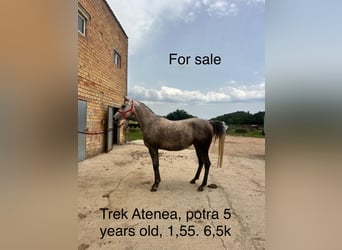 Straight Egyptian, Mare, 5 years, 15.1 hh, Gray