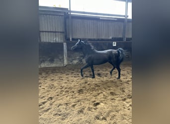 Straight Egyptian, Mare, 6 years, 14.1 hh, Black