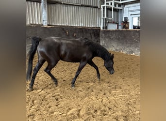 Straight Egyptian, Mare, 6 years, 14.1 hh, Black