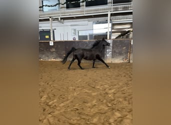 Straight Egyptian, Mare, 6 years, 14.1 hh, Black