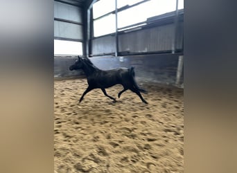 Straight Egyptian, Mare, 6 years, 14.1 hh, Black