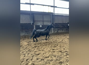 Straight Egyptian, Mare, 6 years, 14.1 hh, Black