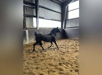 Straight Egyptian, Mare, 6 years, 14.1 hh, Black