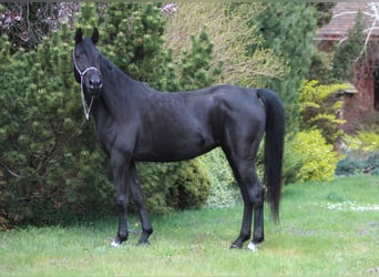 Straight Egyptian, Mare, 6 years, 14.2 hh, Black