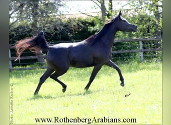 Straight Egyptian, Mare, 6 years, 14.3 hh, Black