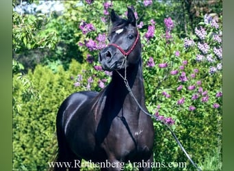Straight Egyptian, Mare, 6 years, 14.3 hh, Black