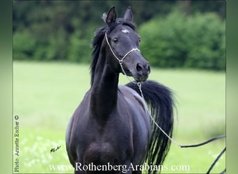 Ägyptischer Araber, Stute, 6 Jahre, 15 hh, Rappe