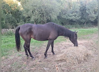 Ägyptischer Araber, Stute, 6 Jahre, 15 hh, Rappe