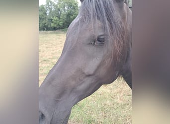 Ägyptischer Araber, Stute, 6 Jahre, 15 hh, Rappe