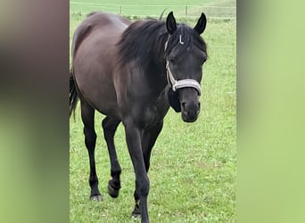 Ägyptischer Araber, Stute, 6 Jahre, 15 hh, Rappe