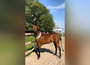 Straight Egyptian, Mare, 7 years, 14.1 hh, Brown