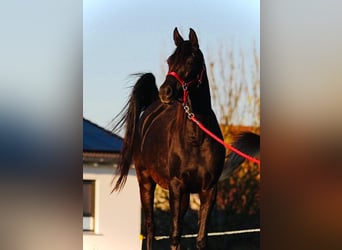 Straight Egyptian, Mare, 7 years, 14,2 hh, Black